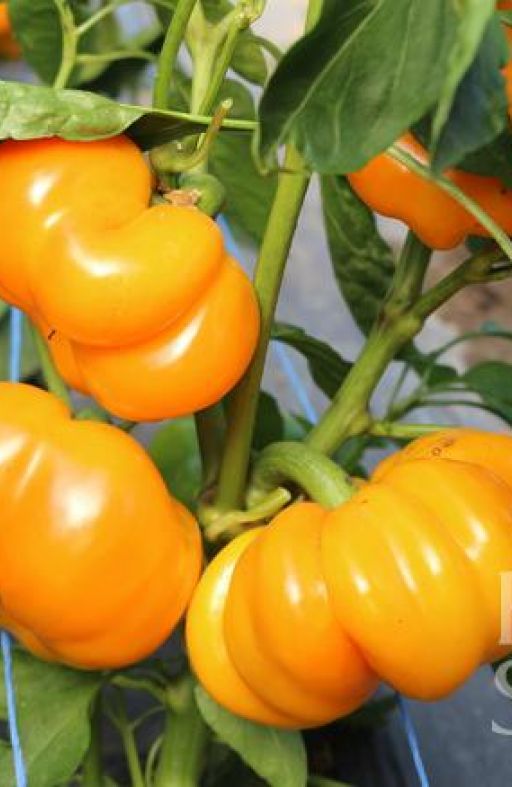 Paprika TAMIRO Cijena