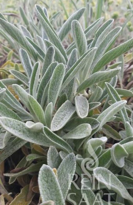 BUGARSKI PLANINSKI ČAJ Sideritis scardica Cijena