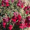 ZIJEVALICA Antirrhinum majus BURGUNDY PRINCE