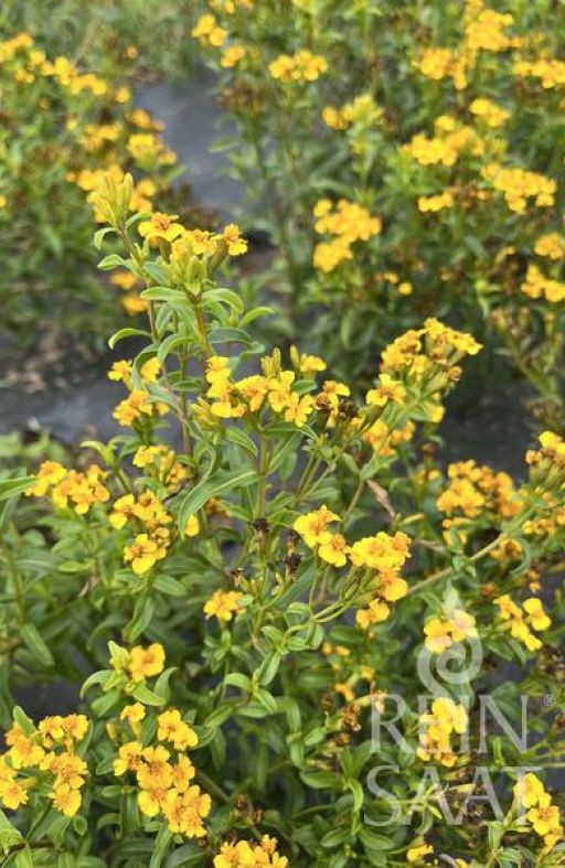 Kadifica astečka SWEET MACE Tagetes lucida Cijena