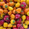 Paprika MINI BELL TRIO