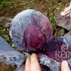 Kupus crveni GRANAT
