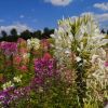 PAUKOV CVIJET Cleome spinosa