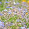 BOREČ Borago officinalis