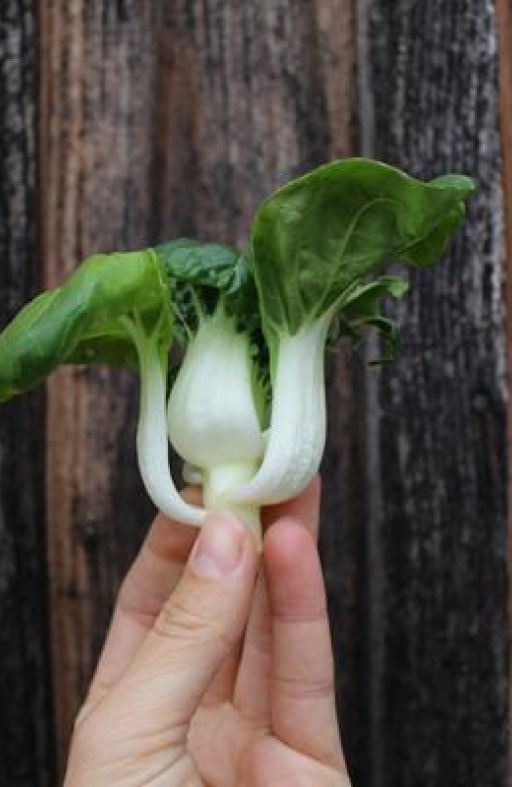Salata azijska TINY BOK CHOY Cijena