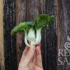 Salata azijska TINY BOK CHOY