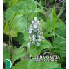 MAČJA METVICA Nepeta cataria