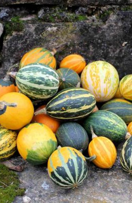 Tikvice mix GOBLIN EGGS Cijena