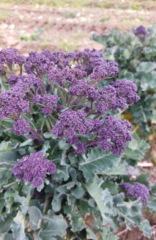 Broccoletto JET VIOLET  Cijena