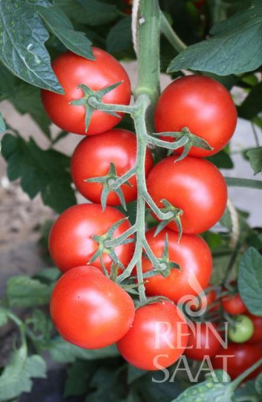 Rajčica RICCA Cijena