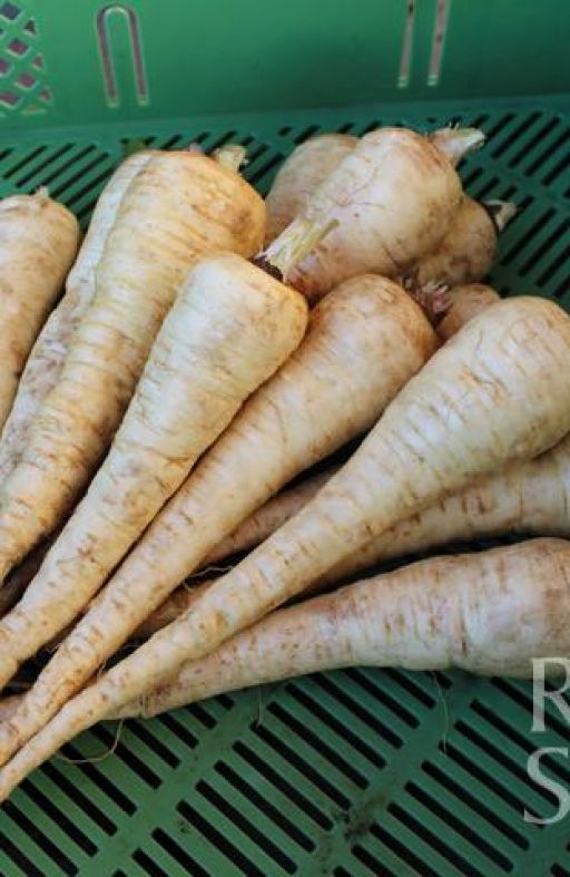 Pastrnjak SCHLESWIGER SCHNEE Cijena