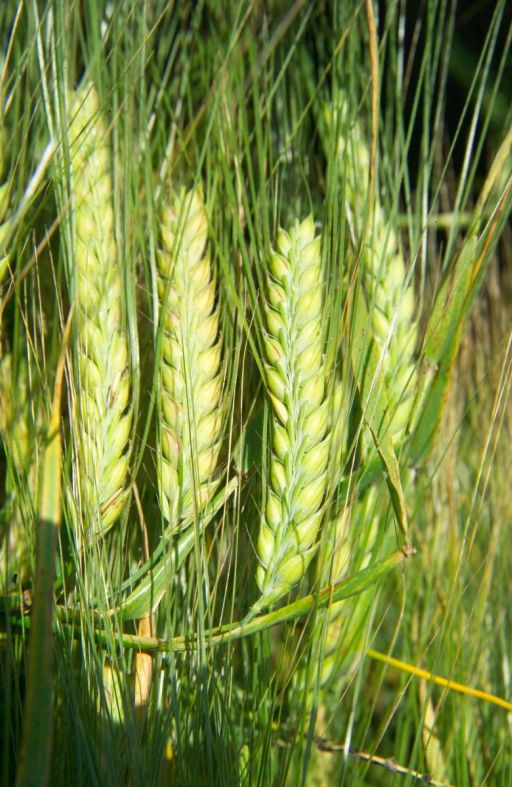 Ječam jari CRESCENDO Cijena