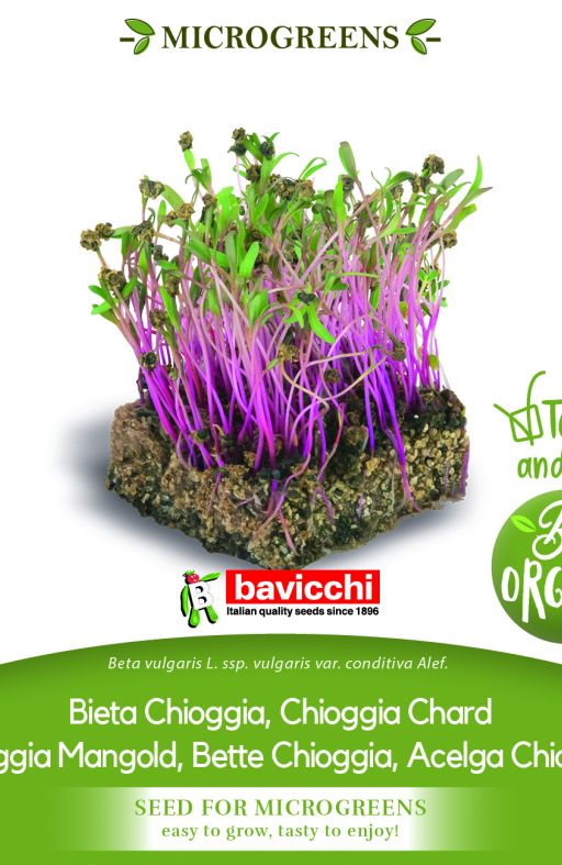 Cikla CHIOGGIA sjeme za microgreens Cijena
