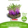 Cikla CHIOGGIA sjeme za microgreens