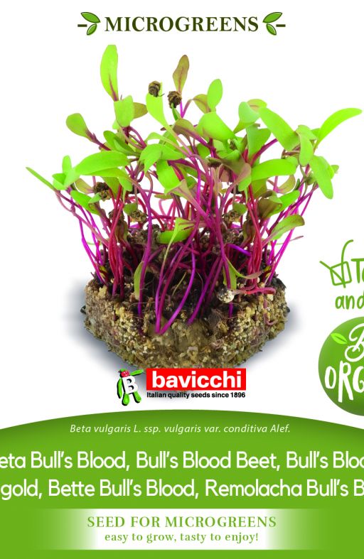 Cikla BULLS BLOOD sjeme za microgreens Cijena