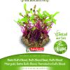 Cikla BULLS BLOOD sjeme za microgreens