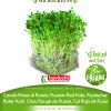 Kelj RED RUSSIAN sjeme za microgreens