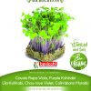 Korabica LJUBIČASTA sjeme za microgreens