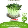 MIZUNA RED sjeme za microgreens