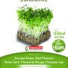 LISNATA GORUŠICA sjeme za microgreens
