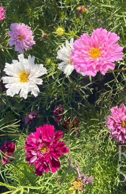 Uresnica DOUBLE CLICK Cosmos bipinnatus Cijena