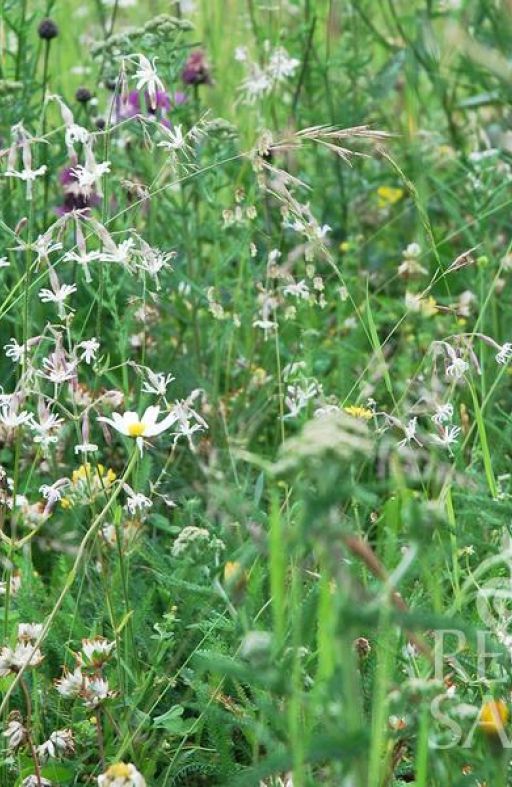 Mješavina divljeg cvijeća za SUHA MJESTA Cijena