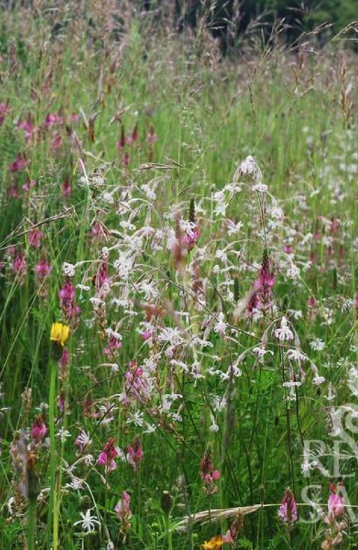 Mješavina divljeg cvijeća za LEPTIRE Cijena