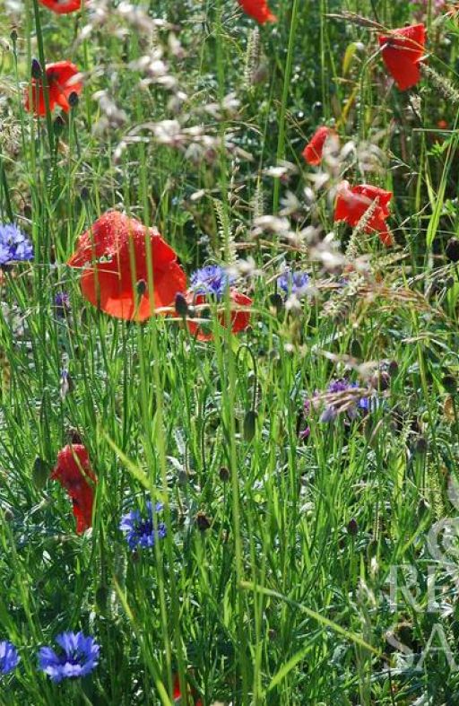 Mješavina divljeg cvijeća za POLJA Cijena