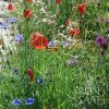 Mješavina divljeg cvijeća za POLJA