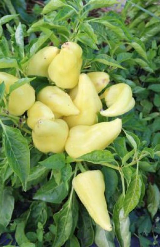 Paprika ANKA Cijena