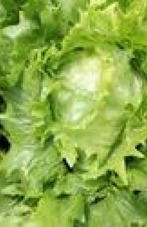 Salata LEDENA KRALJICA Cijena