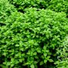 Bosiljak GRČKI Ocimum basilicum var. minimum
