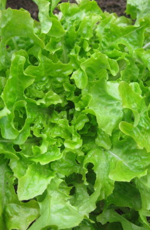 Salata SALAD BOWL GREEN - za rezanje Cijena