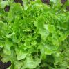 Salata SALAD BOWL GREEN - za rezanje
