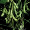 Soja EDAMAME CHIBA GREEN