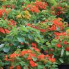 DRAGOLJUB Tropaeolum majus