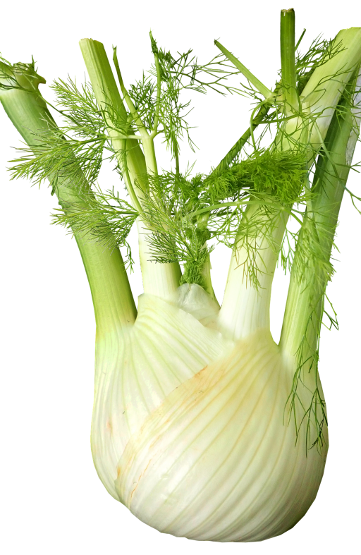 Komorač ROMANESCO Cijena