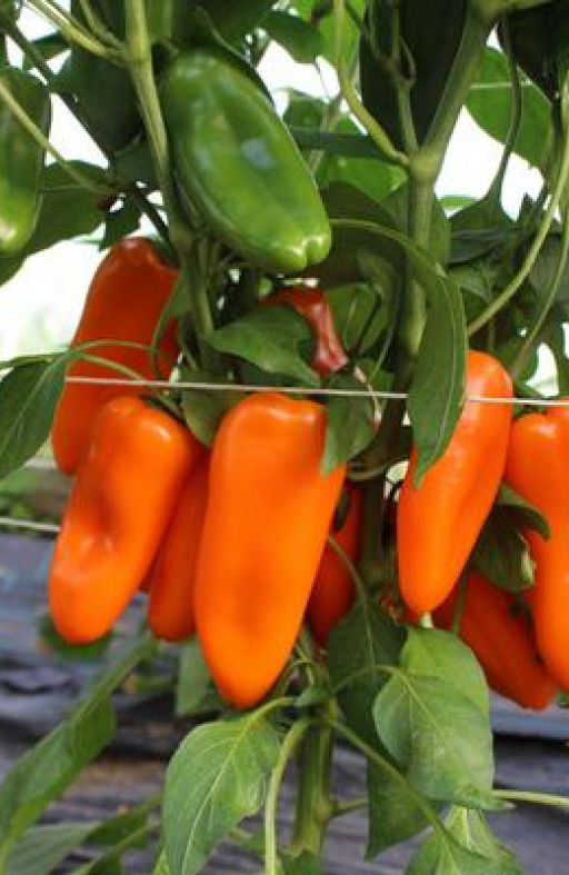 Paprika AMORINO Cijena