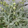 GRČKI PLANINSKI ČAJ Sideritis syriaca